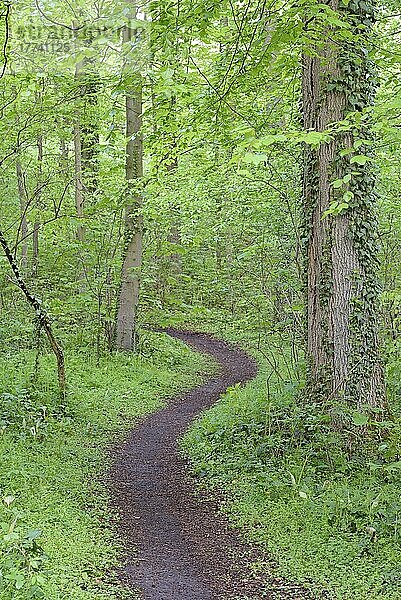 Wanderpfad führt durch einen dichten Laubwald im Frühling  Nordrhein-Westfalen  Deutschland  Europa