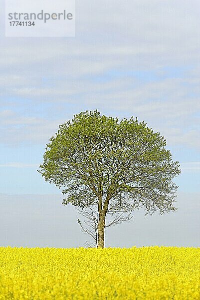 Laubbaum  Solitärbaum mit Blattaustrieb an einem blühenden Rapsfeld (Brassica napus)  blauer Wolkenhimmel  Nordrhein-Westfalen  Deutschland  Europa