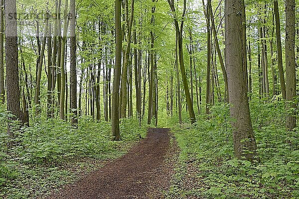 Laubwald im Frühling  Wanderweg  Nordrhein-Westfalen  Deutschland  Europa