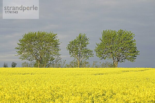 Laubbäume an einem blühenden Rapsfeld (Brassica napus)  grauer Regenhimmel  Nordrhein-Westfalen  Deutschland  Europa