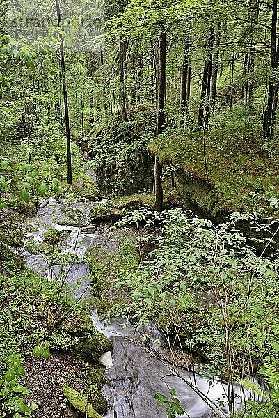 Hinanger Wasserfall  Wasserfallstufen im Tobel  Hinang  Allgäuer Alpen  Allgäu  Bayern  Deutschland  Europa