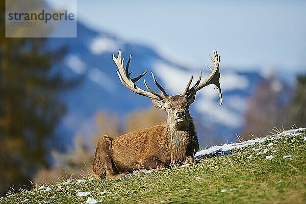 Rothirsch (Cervus elaphus) in den Alpen  Wildpark Aurach  Kitzbühel  Österreich  Europa