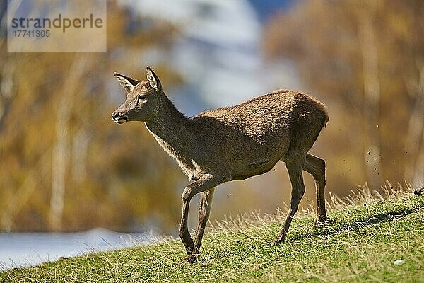 Rothirsch (Cervus elaphus) weiblich in den Alpen  Wildpark Aurach  Kitzbühel  Österreich  Europa