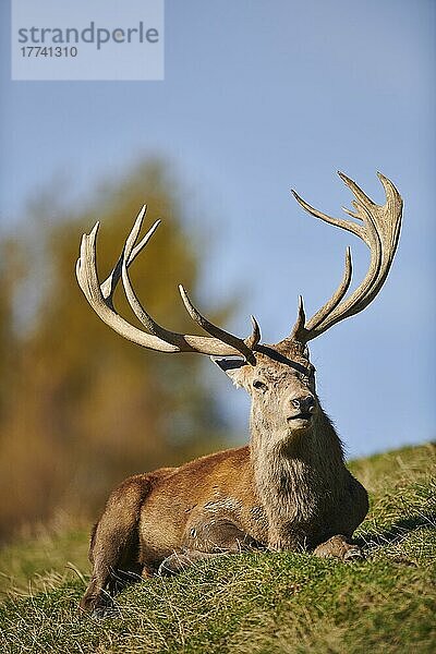 Rothirsch (Cervus elaphus) in den Alpen  Wildpark Aurach  Kitzbühel  Österreich  Europa