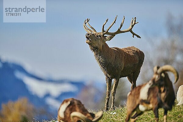 Rothirsch (Cervus elaphus) beim Röhren in den Alpen  Wildpark Aurach  Kitzbühel  Österreich  Europa