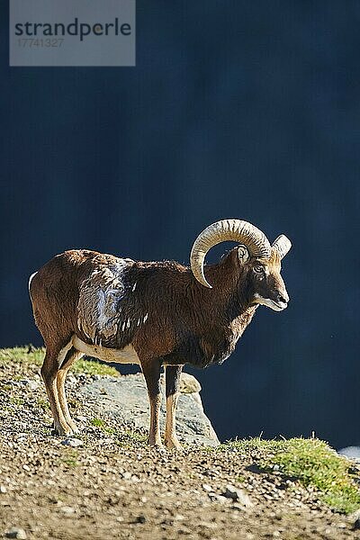 Europäischer Mufflon (Ovis aries musimon) Widder (Männchen) in den Alpen  Wildpark Aurach  Kitzbühel  Österreich  Europa