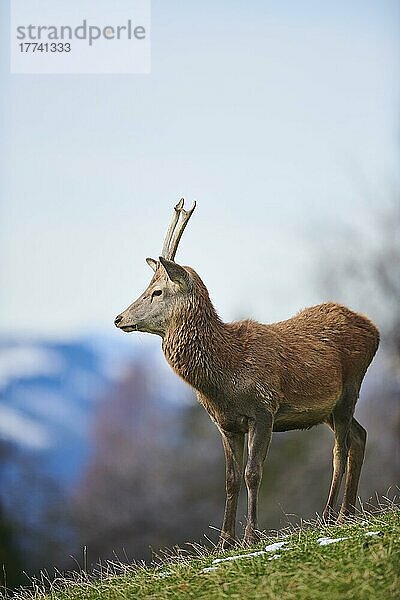 Rothirsch (Cervus elaphus) in den Alpen  Wildpark Aurach  Kitzbühel  Österreich  Europa