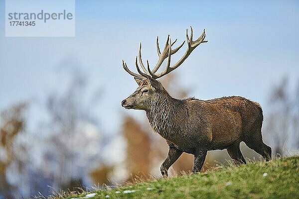 Rothirsch (Cervus elaphus) in den Alpen  Wildpark Aurach  Kitzbühel  Österreich  Europa