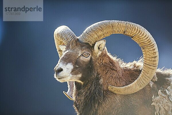 Europäischer Mufflon (Ovis aries musimon) Widder (Männchen) Porträt in den Alpen  Wildpark Aurach  Kitzbühel  Österreich  Europa