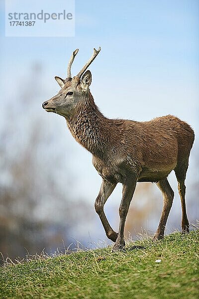 Rothirsch (Cervus elaphus) in den Alpen  Wildpark Aurach  Kitzbühel  Österreich  Europa