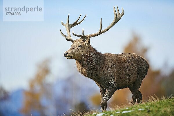 Rothirsch (Cervus elaphus) in den Alpen  Wildpark Aurach  Kitzbühel  Österreich  Europa