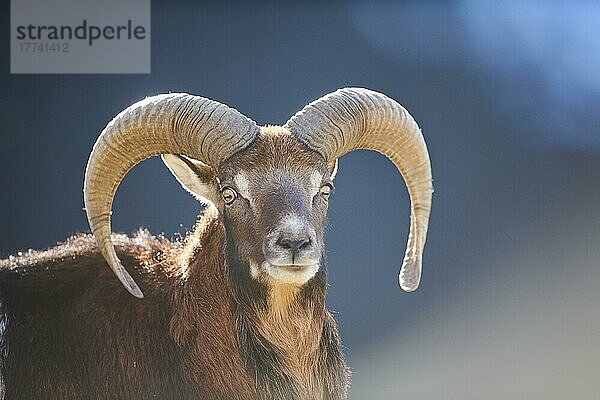 Europäischer Mufflon (Ovis aries musimon) Widder (Männchen) Porträt in den Alpen  Wildpark Aurach  Kitzbühel  Österreich  Europa