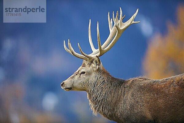 Rothirsch (Cervus elaphus) in den Alpen  Wildpark Aurach  Kitzbühel  Österreich  Europa