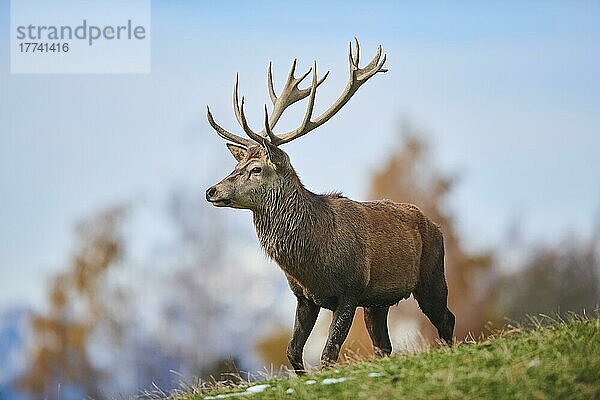 Rothirsch (Cervus elaphus) in den Alpen  Wildpark Aurach  Kitzbühel  Österreich  Europa