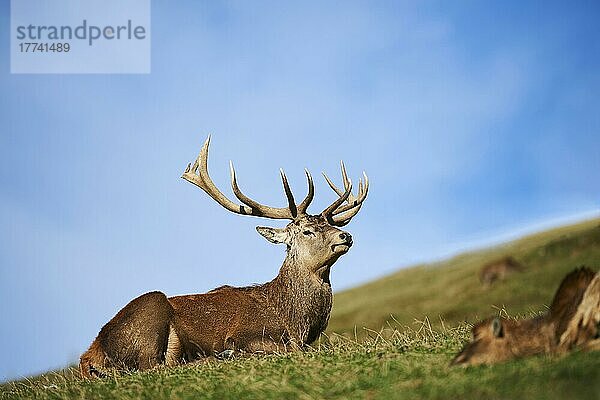 Rothirsch (Cervus elaphus) in den Alpen  Wildpark Aurach  Kitzbühel  Österreich  Europa