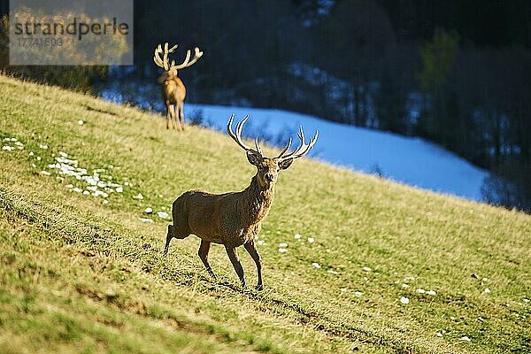 Rothirsch (Cervus elaphus) in den Alpen  Wildpark Aurach  Kitzbühel  Österreich  Europa