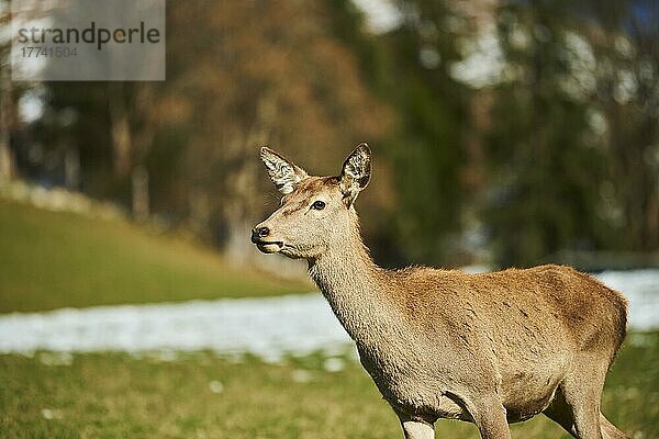 Rothirsch (Cervus elaphus) weiblich in den Alpen  Wildpark Aurach  Kitzbühel  Österreich  Europa