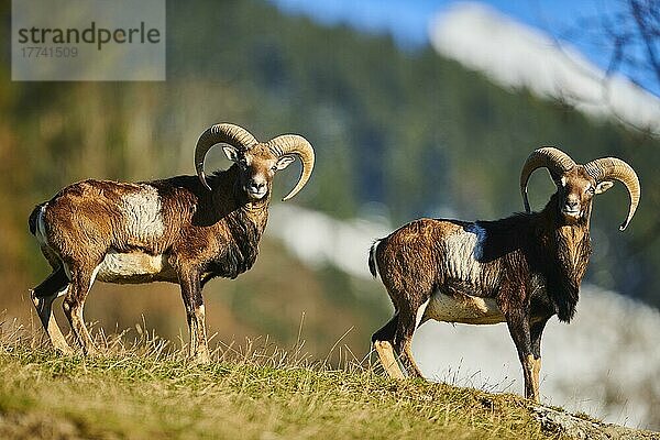 Europäischer Mufflon (Ovis aries musimon) Widder (Männchen) in den Alpen  Wildpark Aurach  Kitzbühel  Österreich  Europa