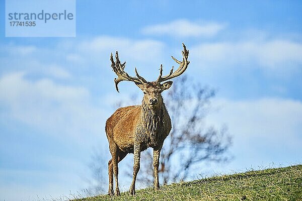 Rothirsch (Cervus elaphus) in den Alpen  Wildpark Aurach  Kitzbühel  Österreich  Europa