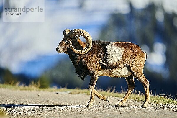 Europäischer Mufflon (Ovis aries musimon) Widder (Männchen) in den Alpen  Wildpark Aurach  Kitzbühel  Österreich  Europa