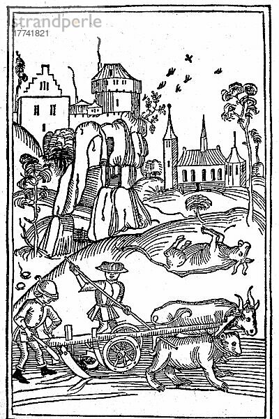 Das Wunder der heiligen Lucius  der einen Bären an Stelle des erschlagenen Ochsen an den Pflug stellt  1486  Historisch  digitale Reproduktion einer Originalvorlage aus dem 19. Jahrhundert