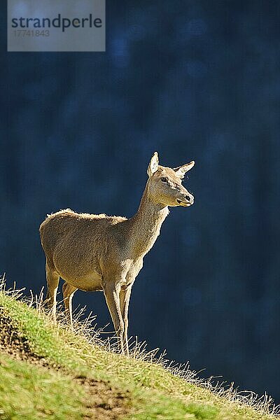 Rothirsch (Cervus elaphus) weiblich in den Alpen  Wildpark Aurach  Kitzbühel  Österreich  Europa