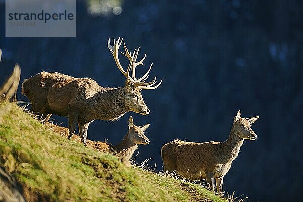 Rothirsch (Cervus elaphus) mit Weibchen in den Alpen  Wildpark Aurach  Kitzbühel  Österreich  Europa