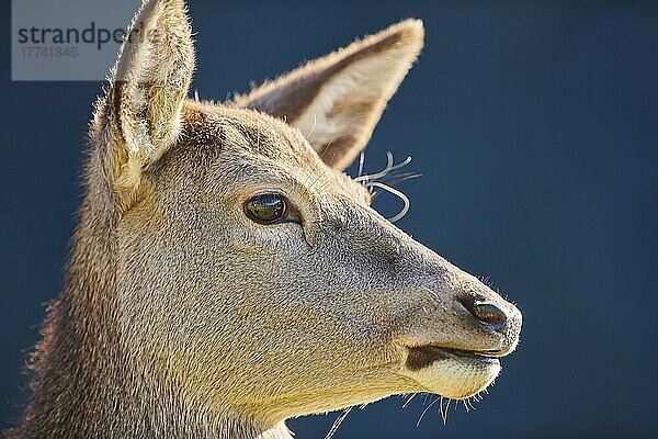 Rothirsch (Cervus elaphus) weiblich in den Alpen  Wildpark Aurach  Kitzbühel  Österreich  Europa