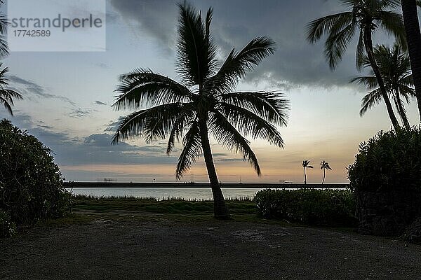 Sonnenuntergang unter Palmen an  'Anaeho'omalu Beach  Waikoloa  Big Island  Hawaii  USA  Nordamerika