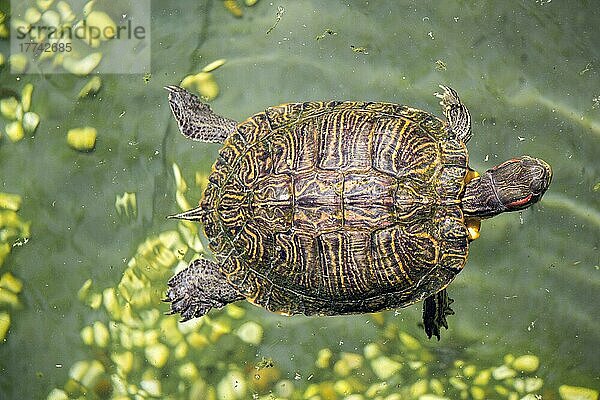 Einsame Schildkröte am See in der Natur gefunden