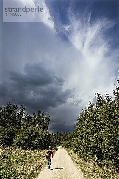 Wanderer am Waldweg durch einen Nadelwald mit bedrohlichen Gewitterwolken am Himmel  Bad Leonfelden  Mühlviertel  Oberösterreich  Österreich  Europa