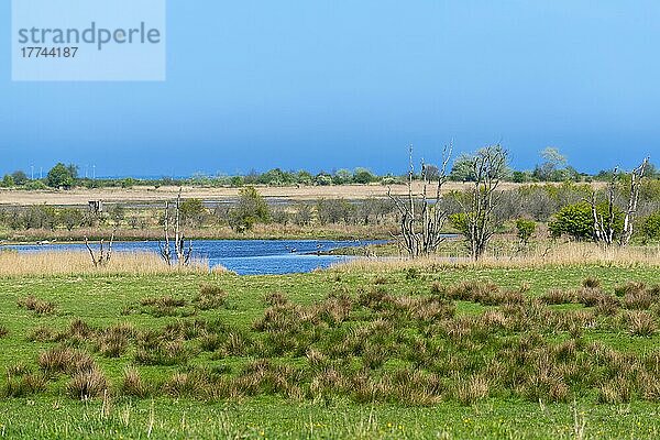 Naturschutzgebiet  NSG Geltinger Birk  Nieby  Flensburger Förde  Ostsee  blauer Himmel  Sumpf  See  tote Bäume  Landschaft Angeln  Frühling  Schleswig-Holstein  Deutschland  Europa