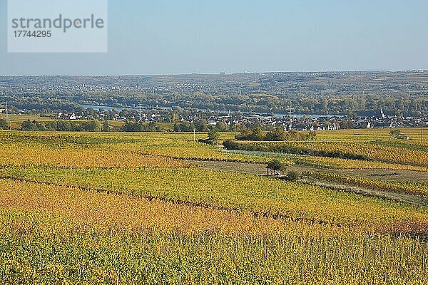 Landschaft mit Weinberge und Weinreben im Herbst und Blick auf Oestrich-Winkel mit Rheintal  Rheingau  Taunus  Hessen  Deutschland  Europa