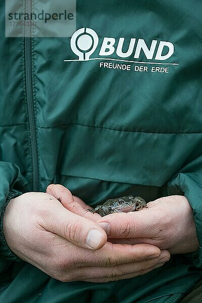 Grasfrosch (Rana temporaria)  Frosch auf Hand bei der Amphibienwanderung  Velbert  Deutschland  Europa