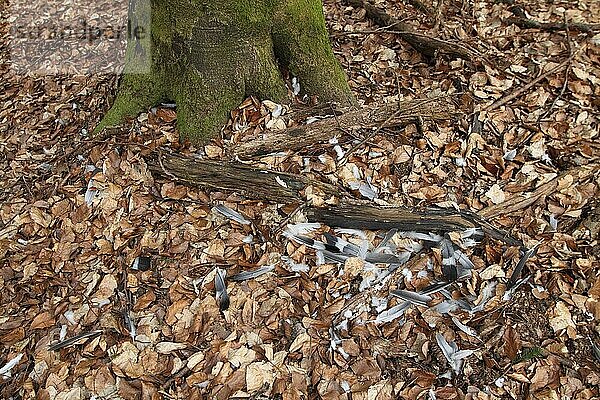 Rupfung einer Taube im Wald durch Greifvogel in Eltville im Rheingau  Hessen  Deutschland  Europa