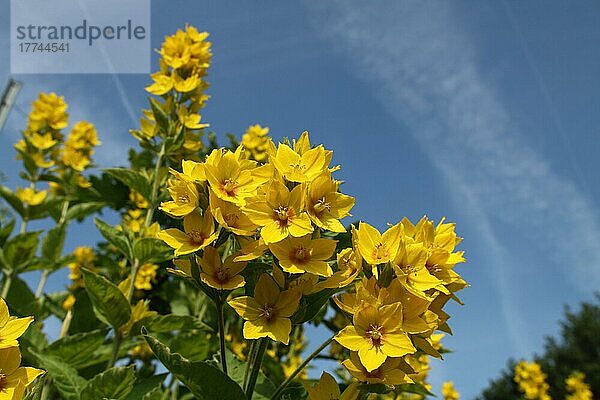 Punktierter Gilbweiderich (Lysimachia punctata) in Hofheim  Taunus  Hessen  Deutschland  Europa