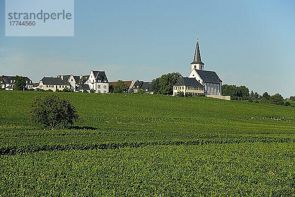Blick Schloss und St. Peter und Paul Kirche mit Weinreben in Hochheim am Main  Taunus  Hessen  Deutschland  Europa