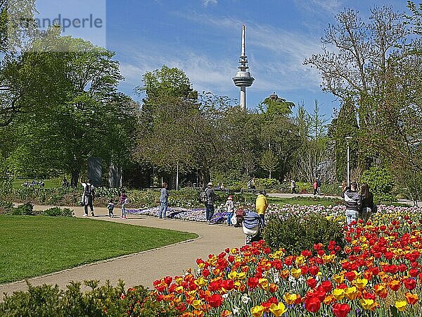 Tulpenblüte  Luisenpark  Frühling  Fernsehturm  Mannheim  Baden-Württemberg  Deutschland  Europa