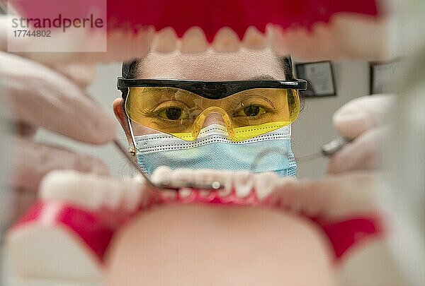 Ein Zahnarzt  der einen Mund von innen reinigt  Innenansicht eines Mundes  der von einem Zahnarzt untersucht wird  eine Zahnärztin  die einen Patienten untersucht. Ein Zahnarzt  der einen Mund untersucht  ein Zahnarzt  der Zähne reinigt