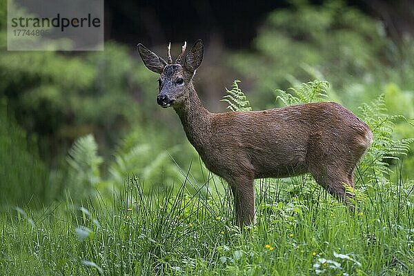 Rehbock (Capreolus capreolus)  Wald  Deckung  Trier  Wittlich  Rheinland-Pfalz  Deutschland  Europa