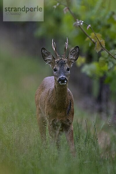 Rehbock (Capreolus capreolus)  Weinberg Deckung  Trier  Wittlich  Rheinland-Pfalz  Deutschland  Europa