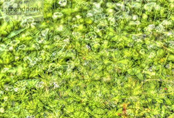 Wald-Erdbeere  Monatserdbeere (Fragaria vesca)  Pflanzen  Garten kreativ  verfremdete Blumen  Blüten  Blätter  künstlerische Pflanzenaufnahmen  Deutschland  Europa