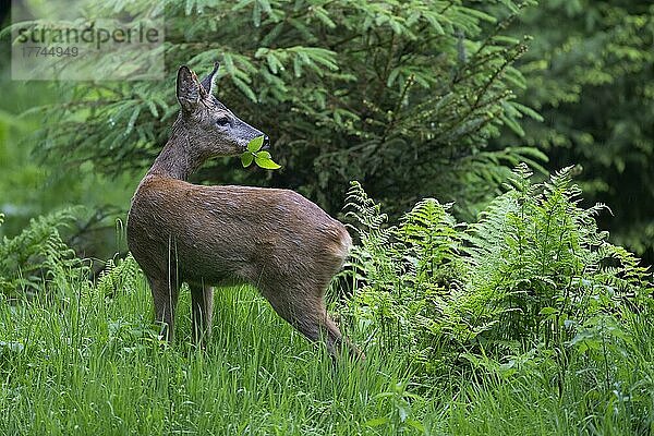 Rehbock (Capreolus capreolus)  Wald  Deckung  Trier  Wittlich  Rheinland-Pfalz  Deutschland  Europa