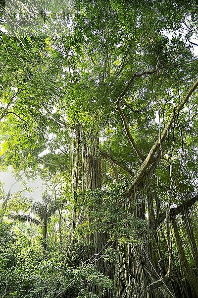 Üppige Vegetation im heiligen Affenwald von Ubud  Bali  Indonesien  Asien