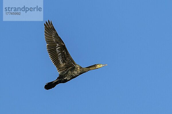 Kormoran (Phalacrocorax carbo)  im Flug  im Frühling