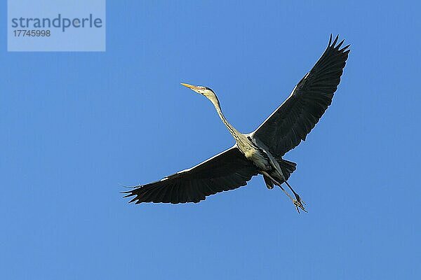 Graureiher (Ardea cinerea)  im Flug  im Frühling