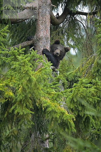 Europäischer Braunbär (Ursus arctos)  Jungtier klettert auf einen Baum  captive