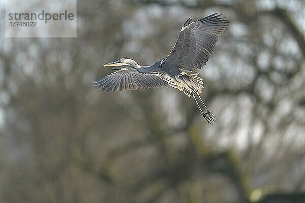 Grey Heron (Ardea cinerea)  in flight