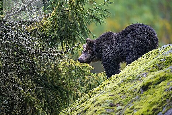 Europäischer Braunbär (Ursus arctos)  Jungtier auf Felsen  captive
