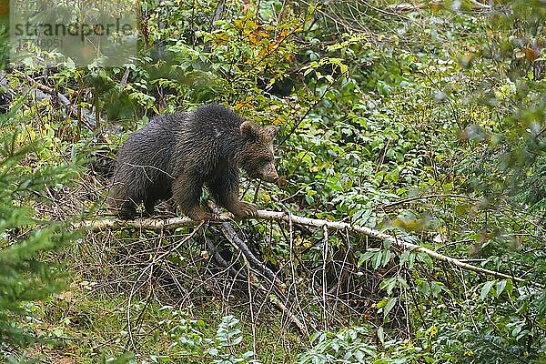 Europäischer Braunbär (Ursus arctos)  Jungtier mit Baum  captive